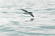 Manx shearwater © Shaun Barnes